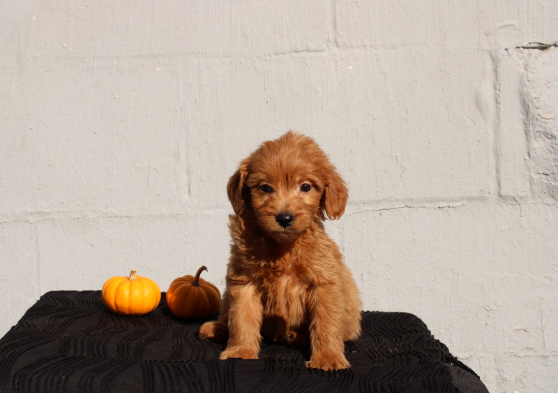 puppy, for, sale, Mini Goldendoodle F1, Matthew B. Stoltzfus, dog, breeder, Gap, PA, dog-breeder, puppy-for-sale, forsale, nearby, find, puppyfind, locator, puppylocator, aca